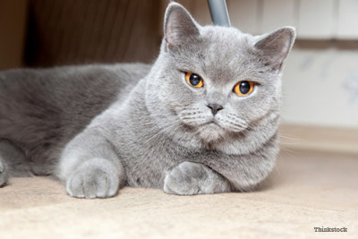 Angry Cat