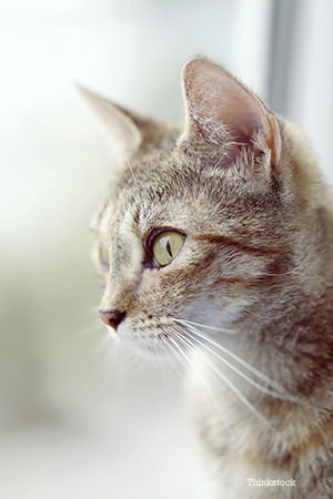 cat by the window