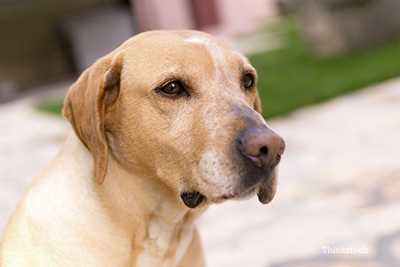 Canine Bladder Infection: New Study May Change Treatment Lab looking out in the distance