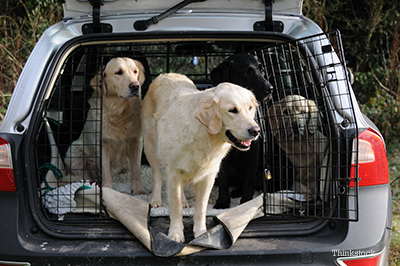 Golden Retrievers in a large car crate
