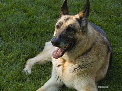 Dog laying in grass