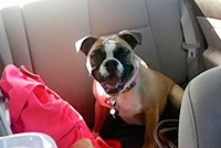 Carrie Underwood is Smashing Cars: It’s Not What you Think Dog in car