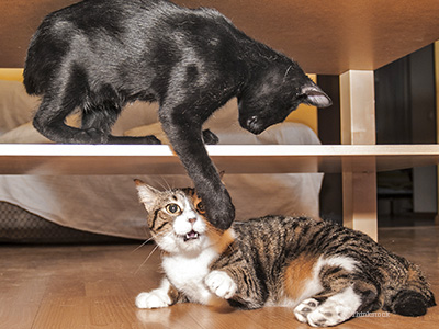 Cat Bites: Don’t Underestimate this Serious Injury Cats playing