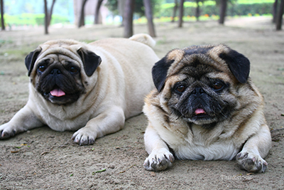 The Top 5 States for Pet Obesity Two fat pugs