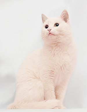Cat Hair Dye: Is it Safe to Dye Cat Fur? Cat with pink hair