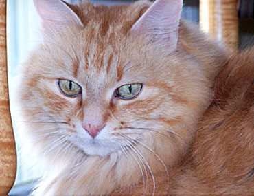 Feline Bladder Stones Kidney Stones In Your Cat