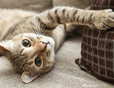 Cat laying on couch