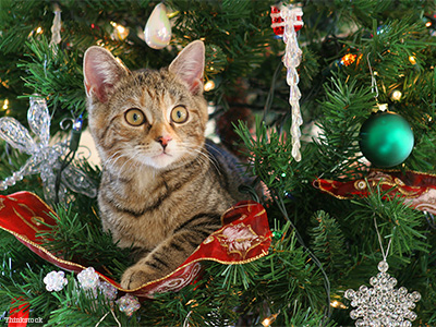 Cat in Christmas tree