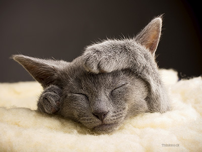 cat on bed