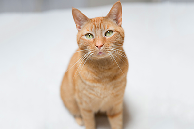 Orange cat looking up