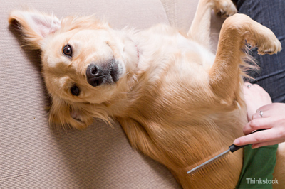 Dog being brushed