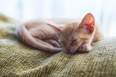 kitten laying down