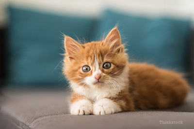 kitten laying down