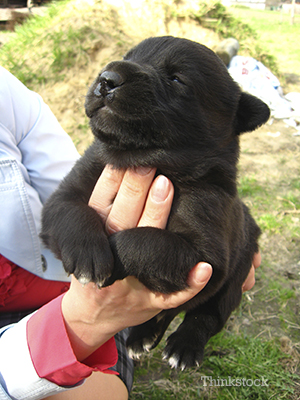 Puppy with a cleft lip