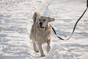 Dog on a leash playing in the snow