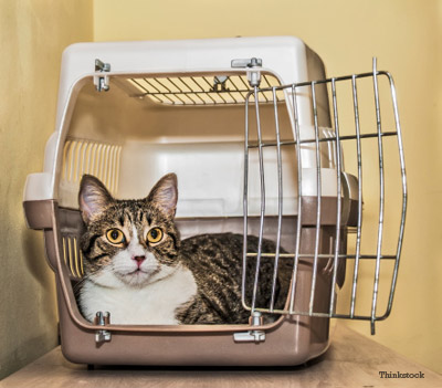 car cage for cats