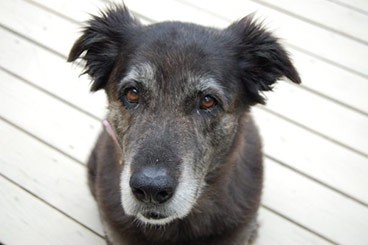 pet health network