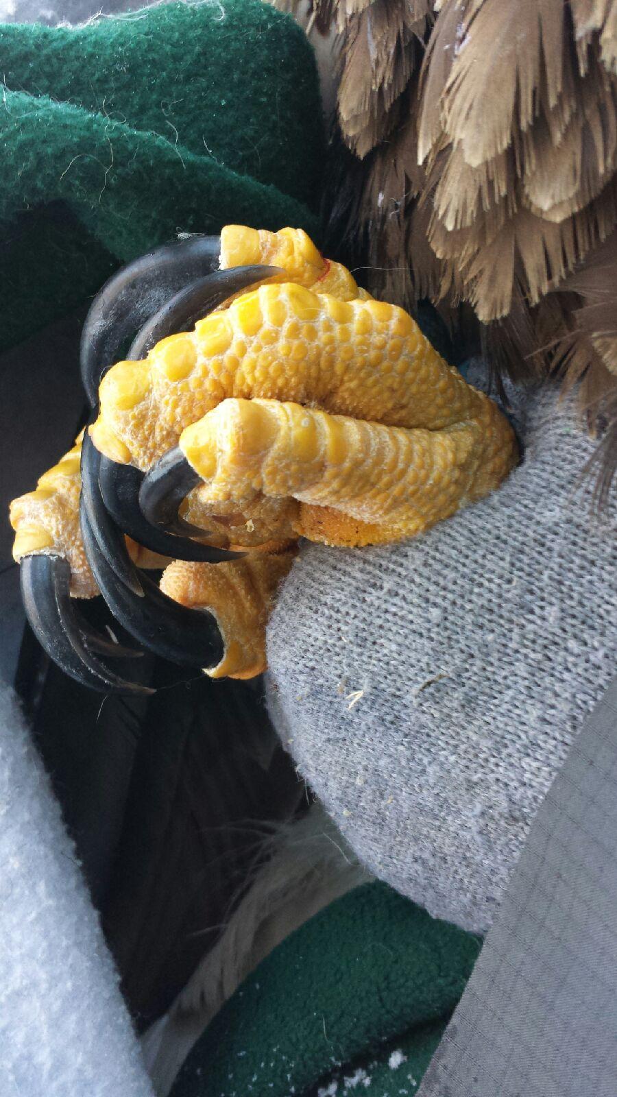 Bald Eagle Talons