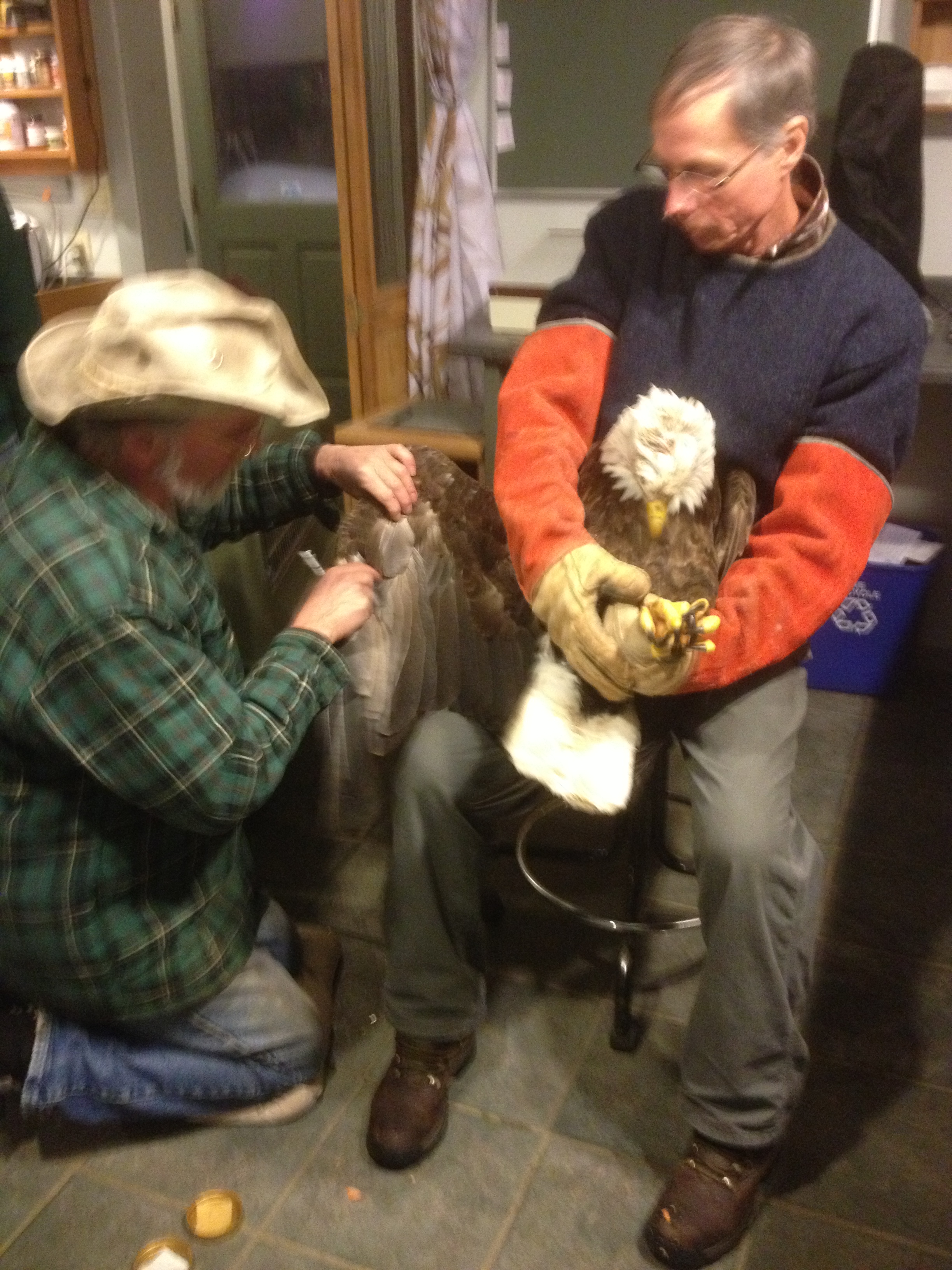 Eagle wing being looked at