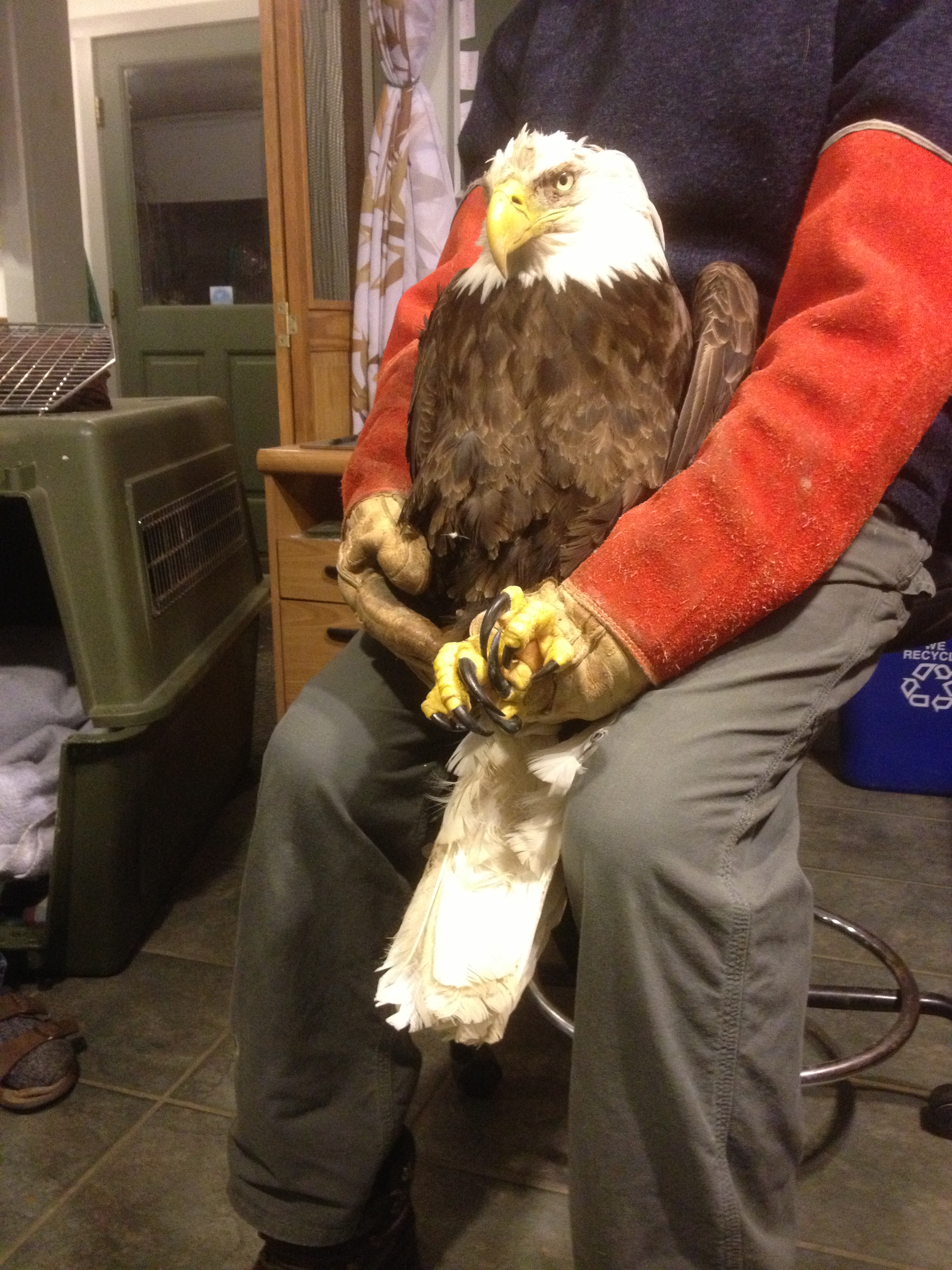 Eagle being held