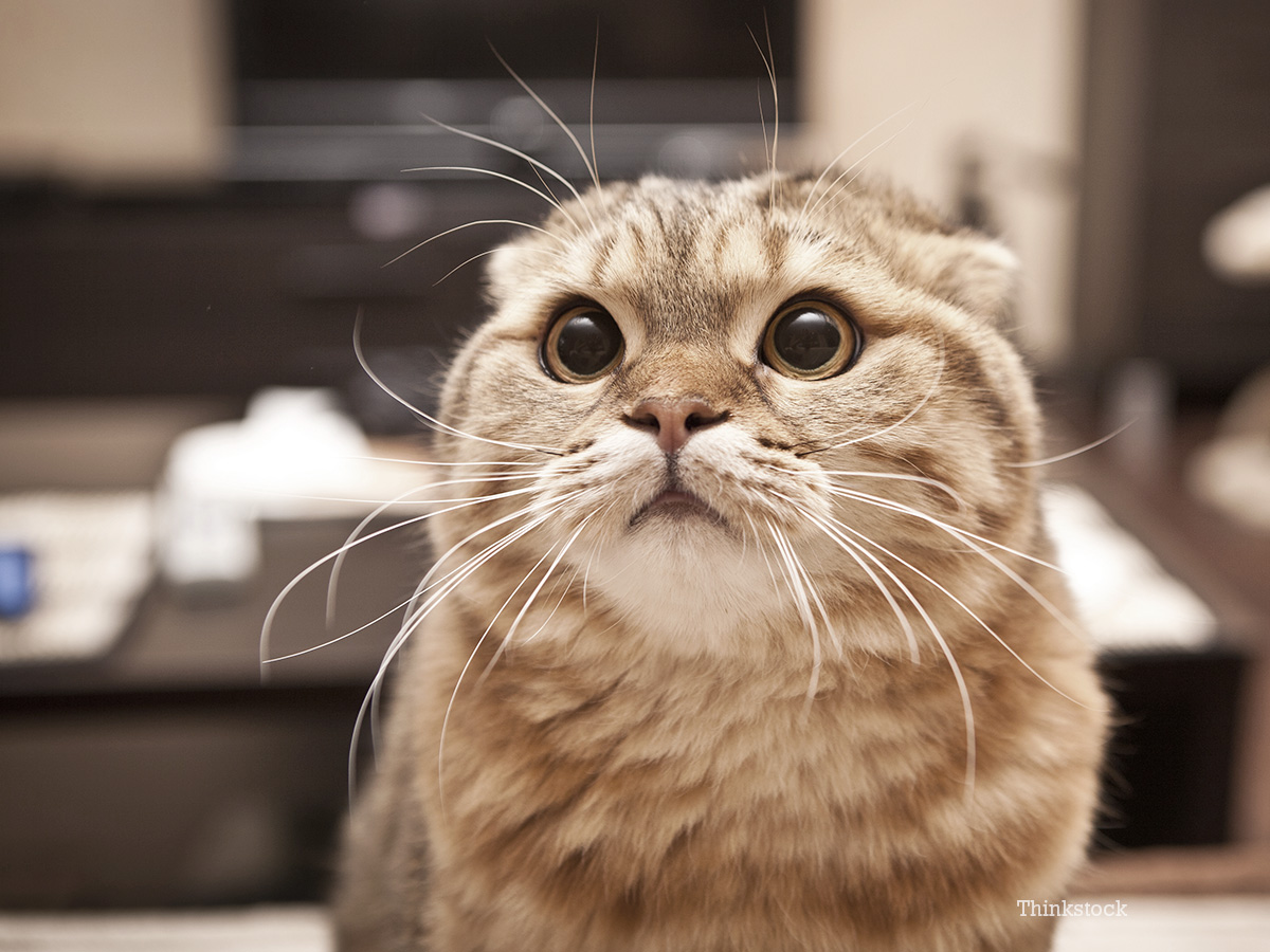 50 Times Felines Pulled a Funny Cat Face
