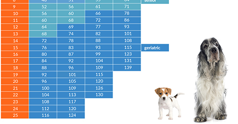 How Old is Your Dog in People Years? veterinary dog diagram 