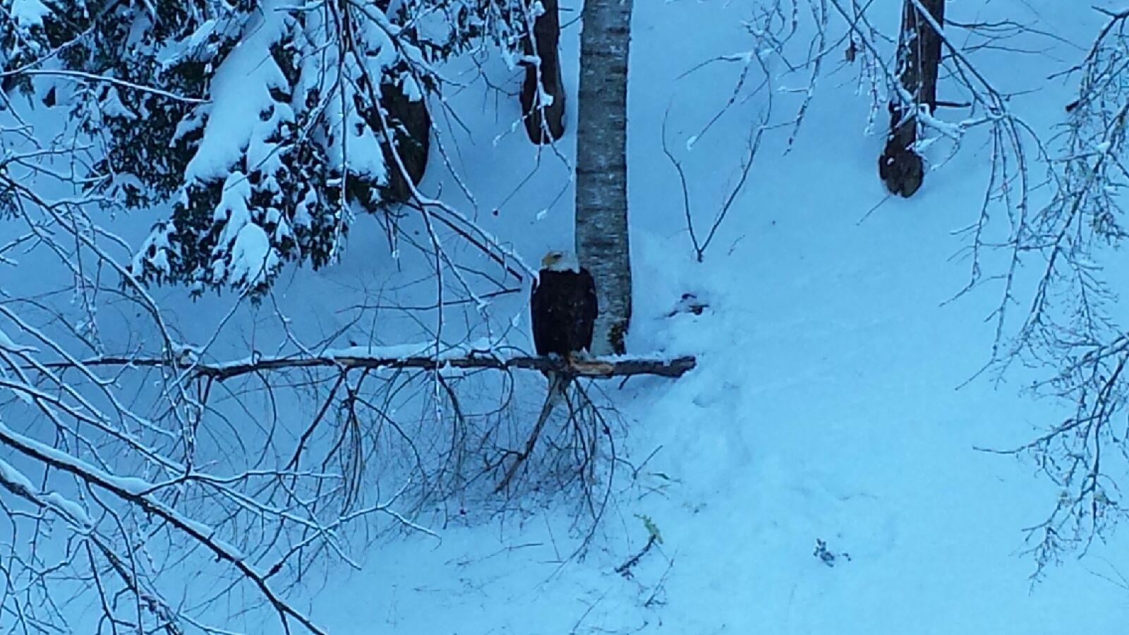 Bald Eagle on branch