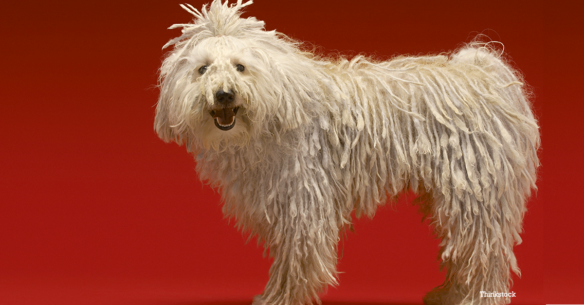 The Komondor