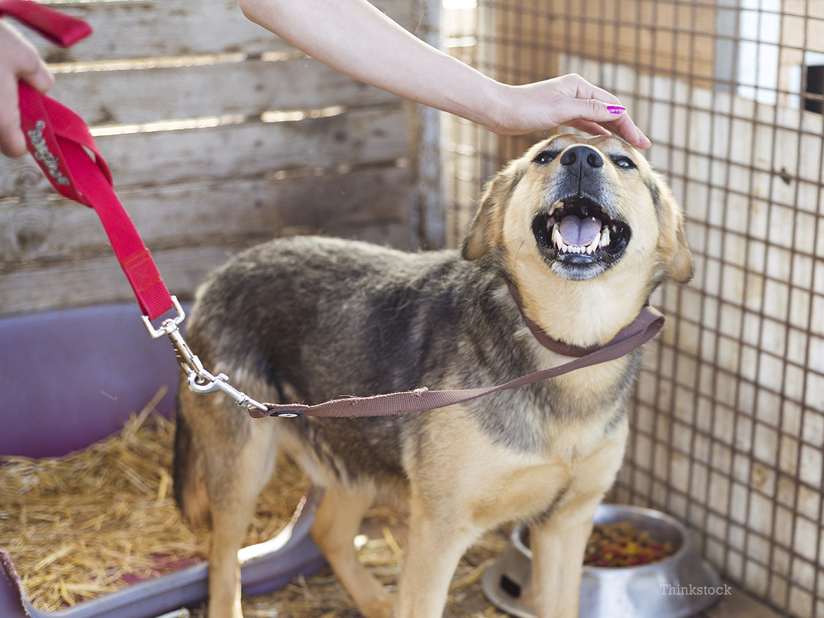Pet Sitting Options when You're Away for Vacation