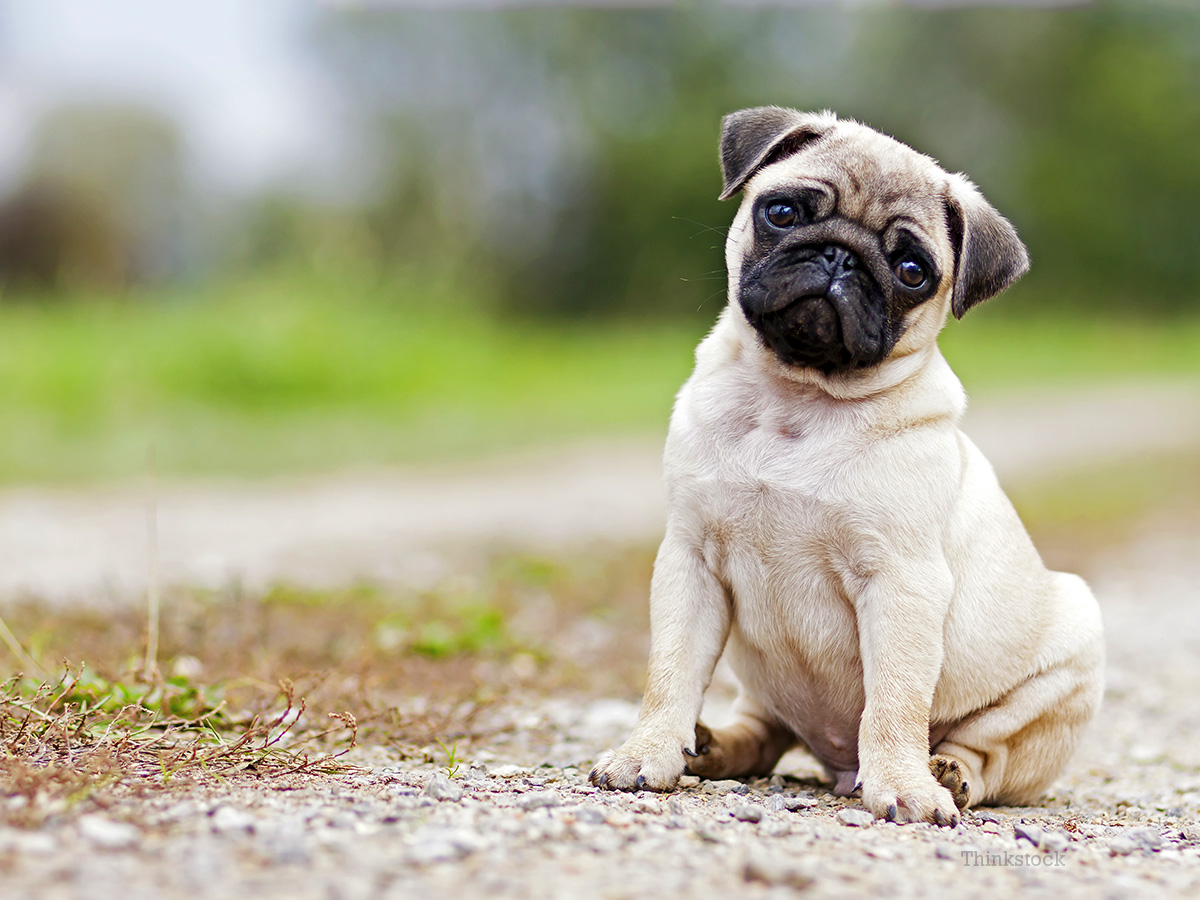 Small-Breed Dogs: What You Should Know When You Adopt