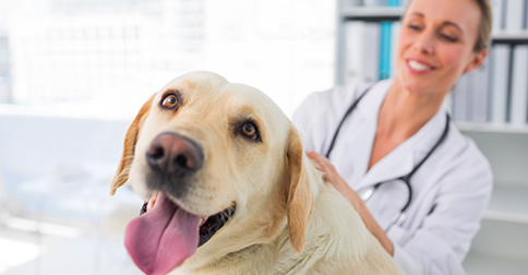 pets preventive care