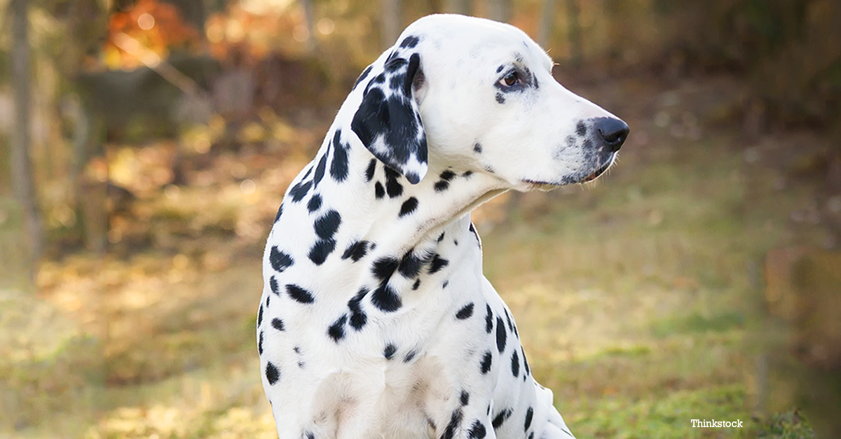 The Dalmatian