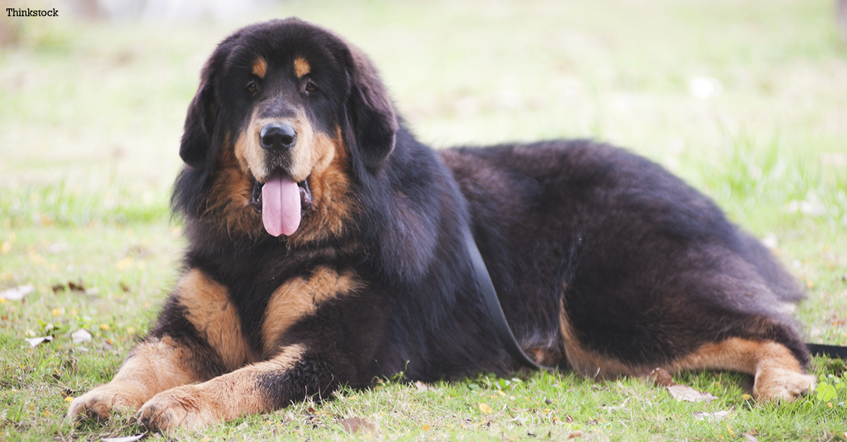 The Tibetan Mastiff