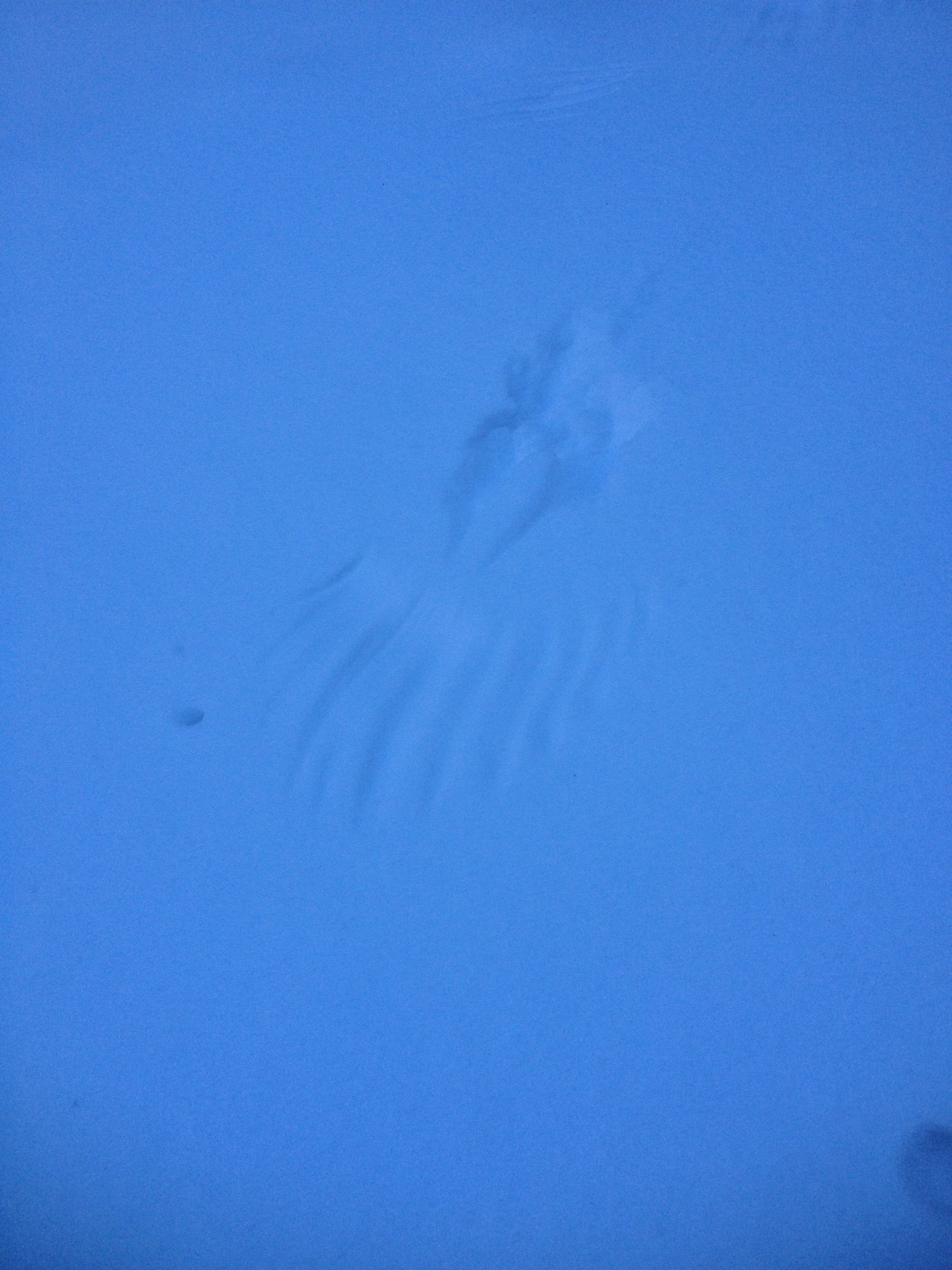 eagle wing print