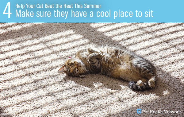 cats and summer heat