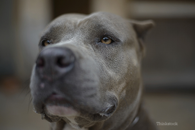 Courageous Dog Braves Fire to Save Deaf Boy Pit Bull