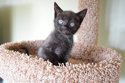 Kitten in tower