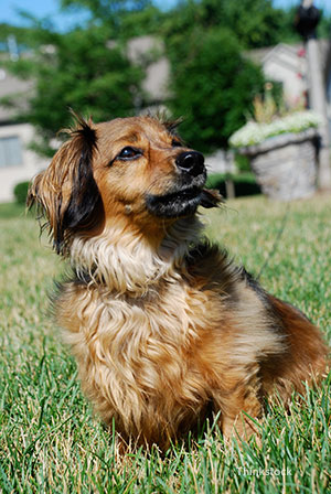 Dog in grass