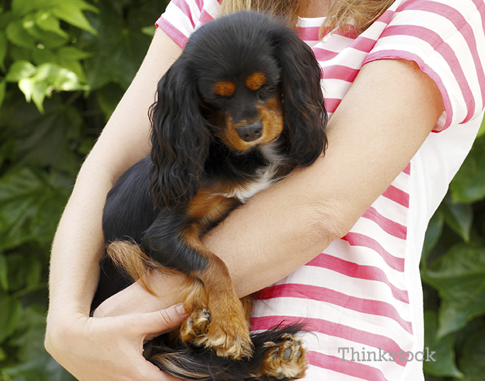 Lady hugging her King Charles Spaniel