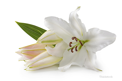 Easter Lilies