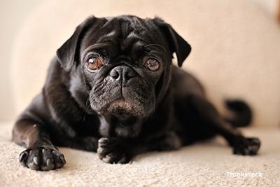 Sad black Pug