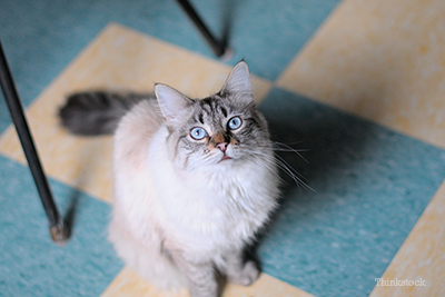 Cat in the kitchen