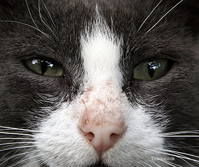 Close up of an upset cat