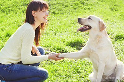 how well do dogs remember