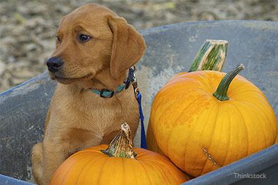 how much pumpkin for dog