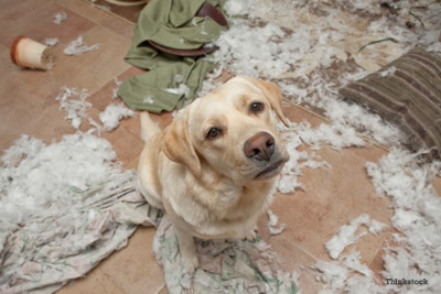 dog with separation anxiety has destroyed house