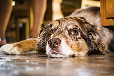 Australian Shepherd laying on kitchen floor