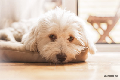 can medication cause diarrhea in dogs