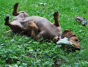 dog anemia treatment natural