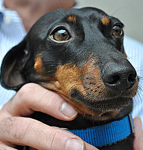 dachshund skin allergies